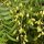 Neem olaj 500 ml
