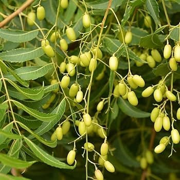 Neem olaj 500 ml